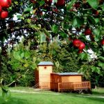 Chalet/Bungalow - Le chalet Tchanqu&eacute; d'Ecouves - ECOUVES - Orne